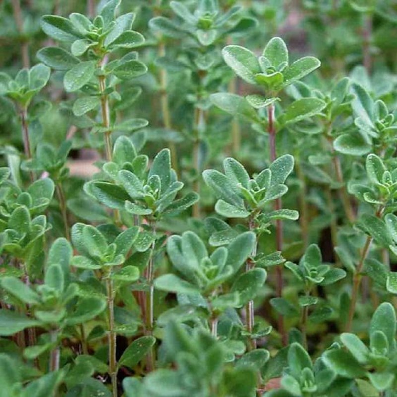 THYME from Kenya